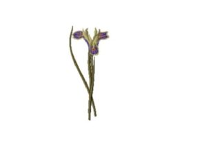 Iris Tuberosa: A Seller’s Review for Etsy Shops