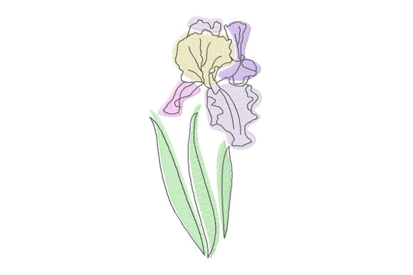 Reviewing the Pastel and Line Art Iris Flower